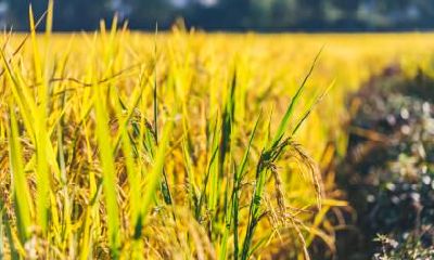 立秋的古诗词大全，描写立秋节气的古诗有哪些？