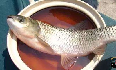 梦见在水里抓到鲜鱼