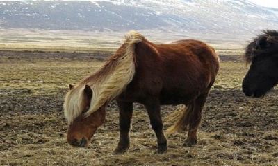 为什么属马的不可以嫁马