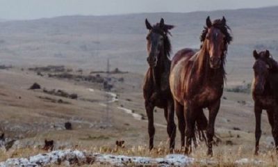 马和鸡为什么是上婚