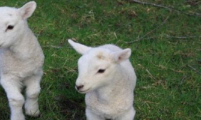女羊男龙适合做夫妻吗