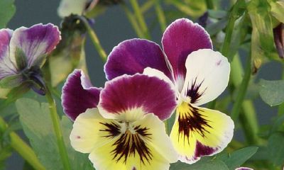 2019年12月12号出生的女宝宝五行缺木怎么起名字，宜用字有什么