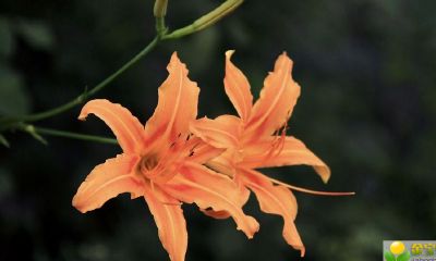 2019年12月16号出生的女宝宝五行缺木起名方法有哪些，宜用什么字