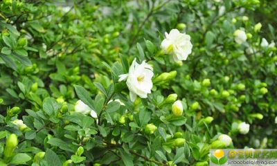 圣诞节中午出生的女宝宝起什么名字好