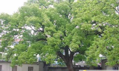 七夕情人节早上出生的女宝宝起什么名字好