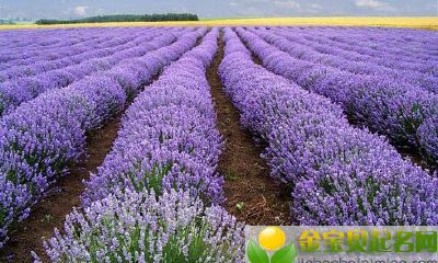 公历2019年3月14号丑时出生的女宝宝怎么起名，宜用什么字