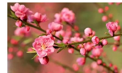 宅院适合种什么风水树