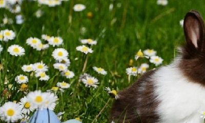 女属兔87年男属羊91年姻缘合吗