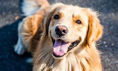 狗老先生和牛太太的婚姻結果怎样