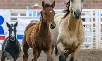 男83猪女90马婚姻情况