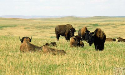 属牛(生肖牛)的人如何自行开运