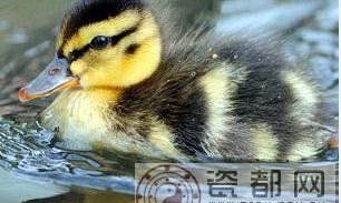 2014年生肖牛旅游撞运指南