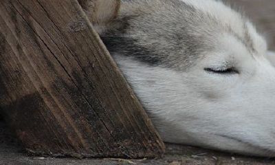 94属狗女会嫁给哪一种男人