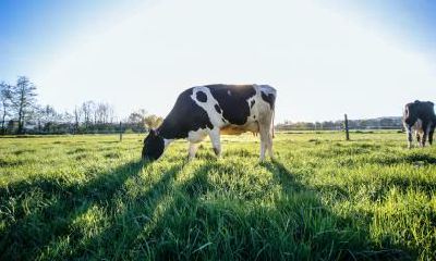 2021辛丑牛年农历十一月十二日日子好不好？