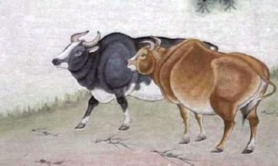 属牛的2018年结婚吉日 属牛男属牛女结婚好日子