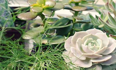 86虎男92猴女相爱一生