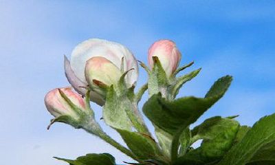 属相鼠命中注定的正缘