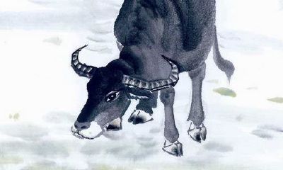 属牛的几月出生最好，属牛的10月出生好吗？