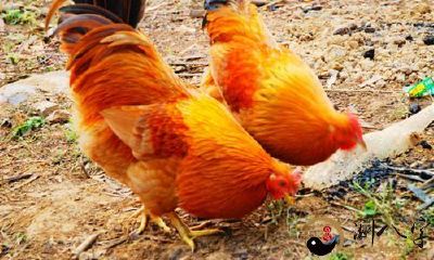 梦到一只黄连鸡