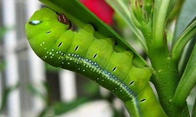 梦到一只大毛虫