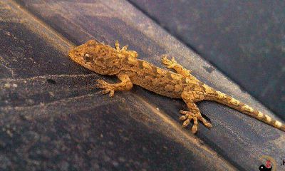 梦到一只护墙板厂家