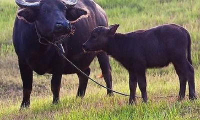 属牛的几月出生最好，属牛的6月出生好吗？