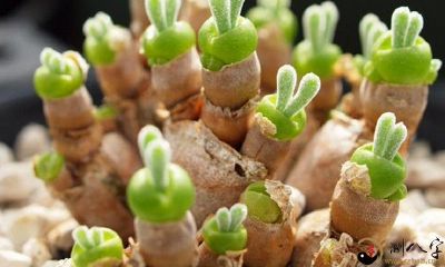 梦到自己手里出芽了