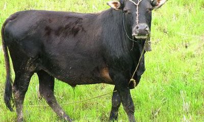 属牛的几月出生最好，属牛的7月出生好吗？