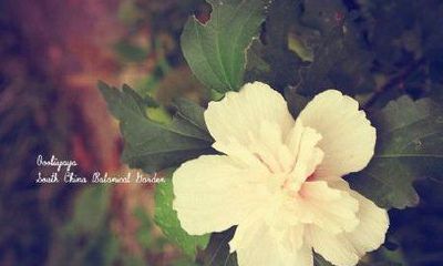 狗年姓吕女孩名字大全 属狗吕姓女宝宝起名2018