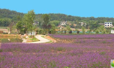 2019年农历二月初四出生的男孩五行缺金如何起好名字，用什么样的