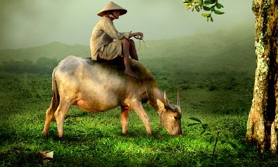 属牛的今年多大?属牛的2018年多大?生肖牛的年龄