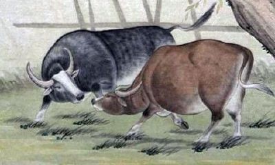 属牛的几月出生最好，属牛的5月出生好吗？