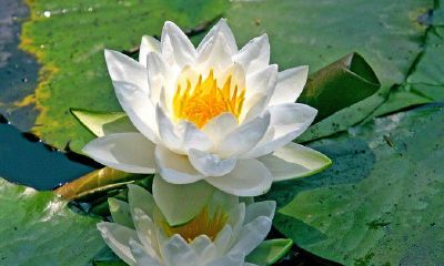 2019年农历二月初三出生的男孩五行缺水怎么起名字吉祥，用什么字