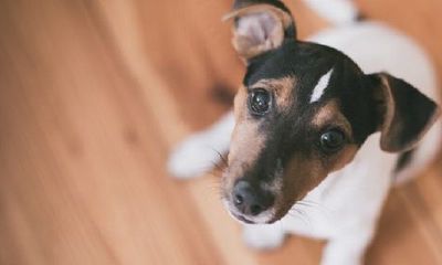 女92猴94狗结婚怎么样