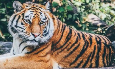 男虎98女虎98能结婚吗