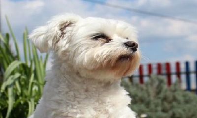 94年狗和94年狗是上等婚吗