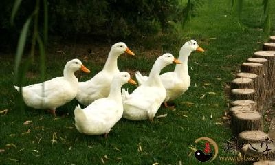 梦见别人赶鸭子