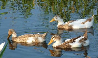 梦见鸭子在游来游去