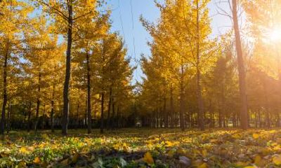 秋分的特点是什么？秋分有什么含义？