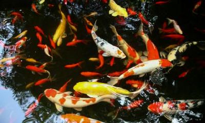 “中国”名字的由来是什么？为什么要设立国庆节？