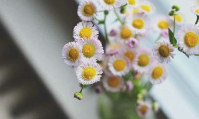 狗年姓酆女孩名字大全 属狗酆姓男宝宝起名2018