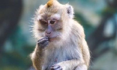 男虎和女猴实际上十分配