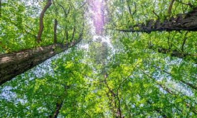 立春是春天的第一天吗？2022年立春是五九尾还是六九头？