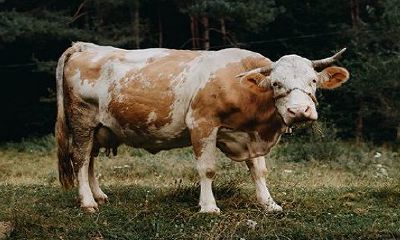 2022年合适生子的生肖有什么