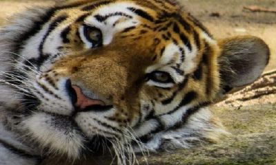 为什么虎猴一家便宜必富