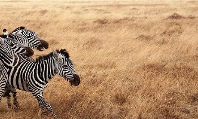 90年马和93年鸡相配不