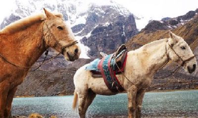 属马和属虎的婚姻相配吗