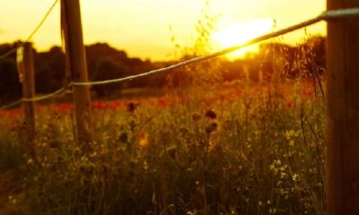 狗年姓殷女孩名字大全 属狗殷姓女宝宝起名2018