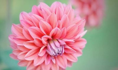 狗年姓汤女孩名字大全 属狗汤姓女宝宝起名2018