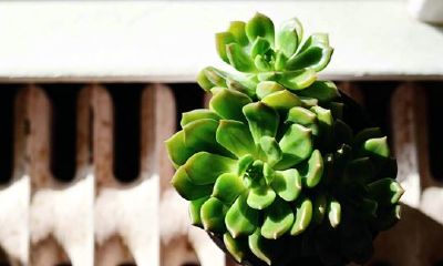 狗年姓柳女孩名字大全 属狗柳姓女宝宝起名2018